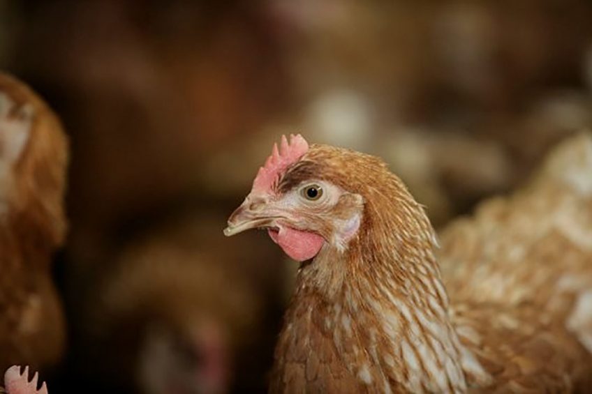 BSFL is a highly performing feed ingredient alternative for poultry feed. Photo: Henk Riswick