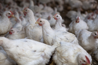 Feed prices problematic for Russian poultry sector