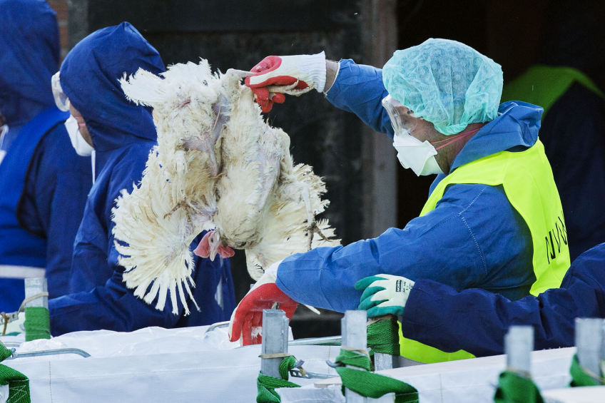Euthanasia and removal of hens from high-density cage units was a laborious manual process. [Photo: ANP]