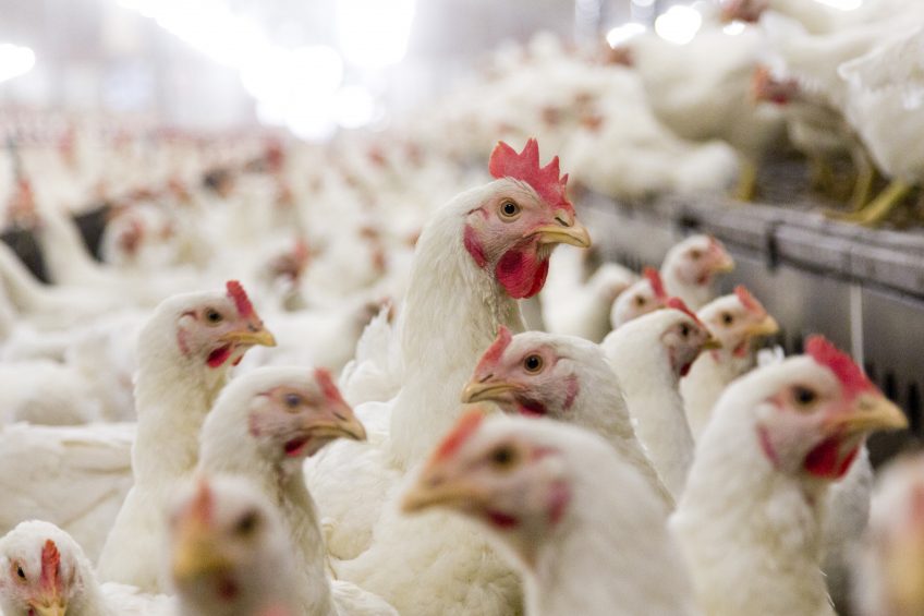 Thai poultry industry looks to reduce antibiotic use. Photo: Bart Nijs