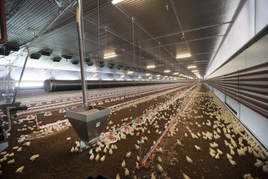 An impression of a remarkable poultry house. The ceiling is 4,30 metres high. The sidewalls have light inlets. Fresh and pre-heated inlet air reaches the broilers through low hanging pipes.
