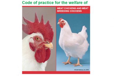 New welfare codes for broiler production launched. Photo: DEFRA