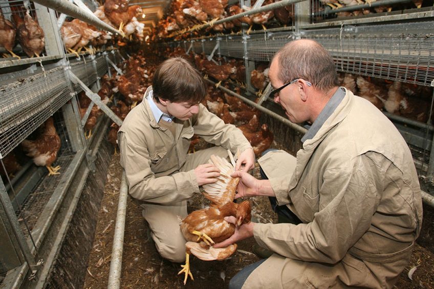 It seems that bird exposure to antibiotics is best indicated by testing feathers, as antimicrobials have the potential to accumulate in poultry feathers.