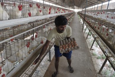 An Indian labourer collects eggs at a poultry farm on the outskirts of Hyderabad. Poultry is one of the largest growing agriculture sectors in India. Photo: Noah Seelam