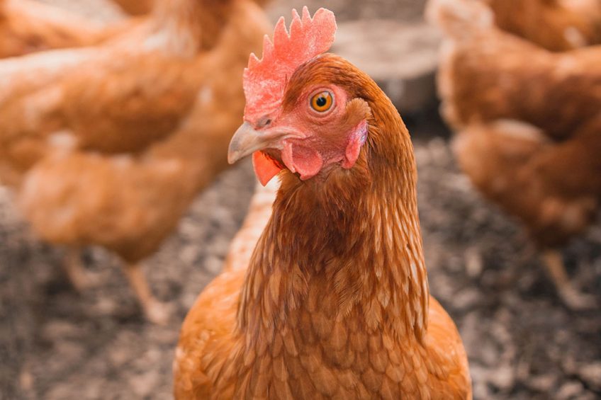 Australia s chicken and egg industries are developing a plan toward carbon neutrality. Photo: William Moreland
