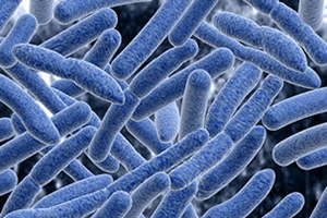 Modulating intestine microflora with probiotics