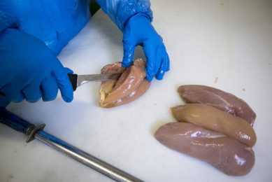 The severity of myopathies adversely affects consumer acceptance of raw cut up parts and/or quality of further processed poultry meat products. Photo: Fred Libochant