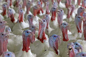 Growth in US turkey meat production