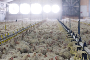 UK animal welfare organisation targets poultry sector