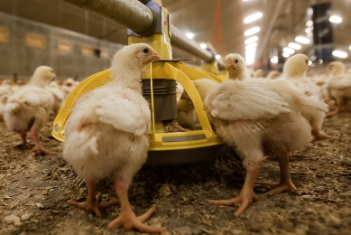 Supporters of the legislation say the antibiotics are fed to mostly healthy animals to make them grow faster and prevent disease in farms. [Photo: Ronald Hissink]