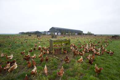 Photo: Ruud Ploeg<br /> Free-range chickens acquire several bioactive compounds from the pasture (e.g., PUFA, vitamins, and pigments) that could affect meat characteristics.
