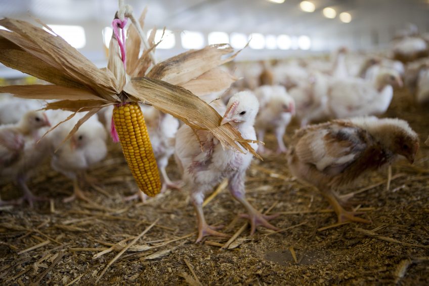 RSPCA Assured surveys consumers on eating spent hens. Photo: Alexander Caminada