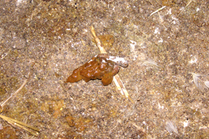 Abnormal, wet and orange coloured droppings can be a first sign of a necrotic entiritis problem.