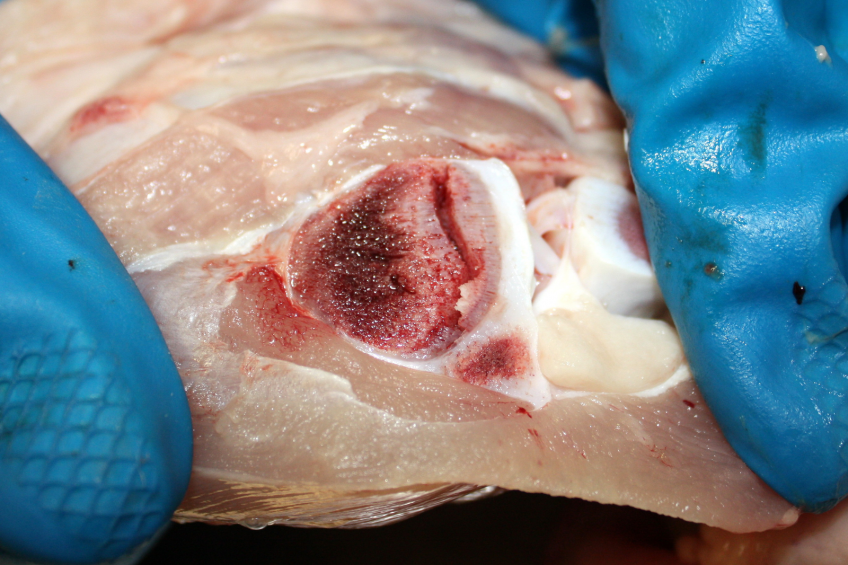 Poultry carcass lesions