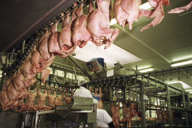 The temperature sensitivity of Campylobacter can be used successfully through physical intervention in in processing plants to reduce contamination levels, although this will increase processing costs. [Photo: World Poultry]