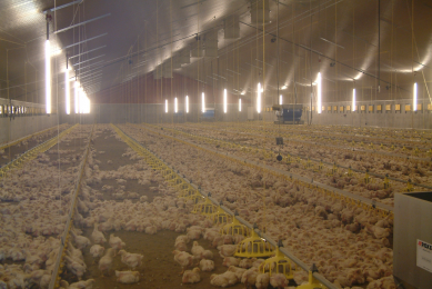 Phytogenic feed additives for sustainable poultry  production