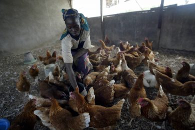 Funding boosts poultry production in rural Africa. Photo: AFP