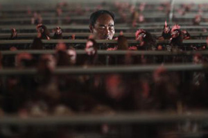 Uncertain future for small Thai poultry farmers