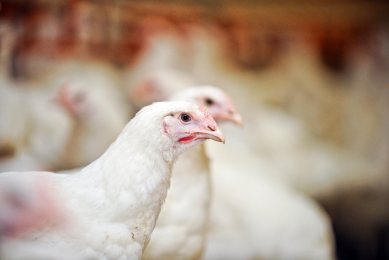 Spike in antibiotic use on UK poultry farms