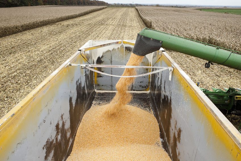 Corn exports out of Argentina are limited by the government to cover national demand. Photo: Bart Nijs
