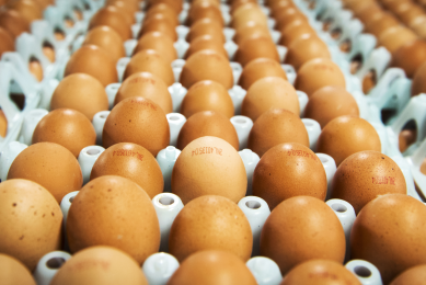 AI outbreak costing UK poultry industry dearly