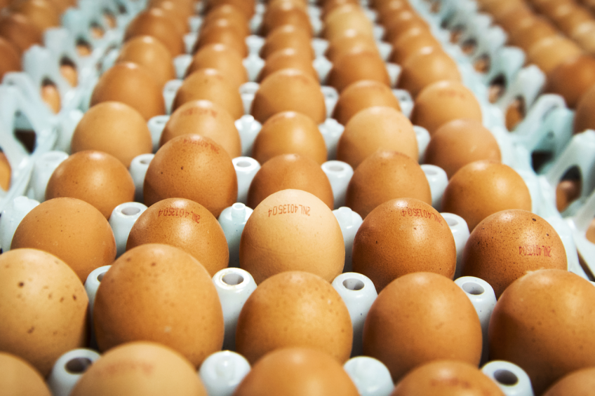 AI outbreak costing UK poultry industry dearly