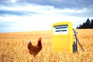 Research: Can the biofuel industry benefit poultry