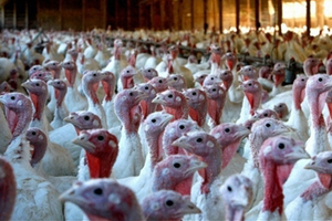 Cargill Turkey says  NO  to growth-promoting antibiotics