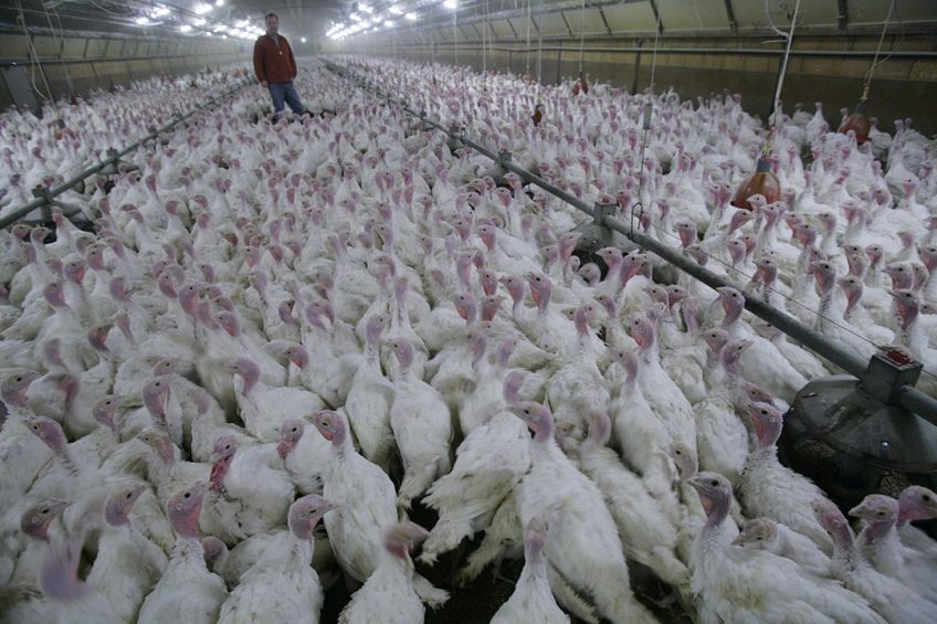 In 2020, the amount of turkey meat produced in Russia was 20.7% higher than in 2019. Photo: Koos Groenewold