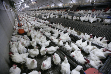Feed additives make the difference in poultry