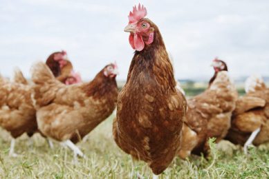 H5N8 bird flu spreads to Welsh backyard poultry. Photo: Ojo Images Rex Shutterstock