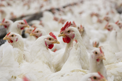 Possible turnaround for French chicken sector