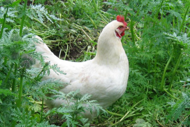 Project to prevent erysipelas in organic poultry. Photo Aarhus University
