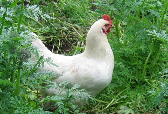 Project to prevent erysipelas in organic poultry. Photo Aarhus University