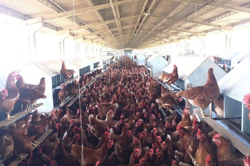 Mantiqueira egg farm is a pioneer when it comes to cage free housing in Brazil and has been developing new projects for ensuring high-level welfare. - Photo: Mantiqueira