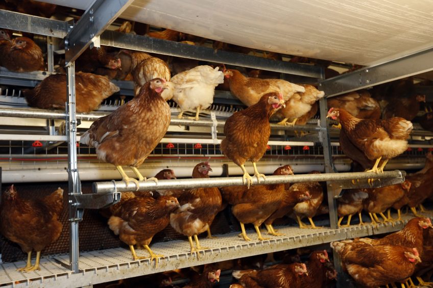 A poultry producers guide to red mite control. Photo: Bert Jansen