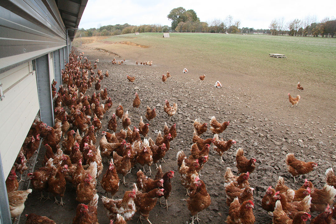 Cage and free-range supplement each other - Poultry World