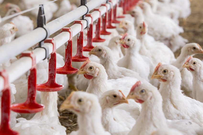As mycotoxins are ubiquitous in poultry diets and symptoms are mostly unspecific, their incidence can perpetuate the use of therapeutic interventions to control the risk of infection in the flock. Photo: Trouw