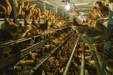An outbreak of LPAI in the hart of a Irish poultry production area could have been worse if there had nt been a coordinated response of everyone involved. Photo: Anne van der Woude