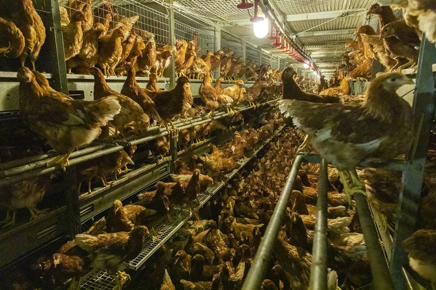 An outbreak of LPAI in the hart of a Irish poultry production area could have been worse if there had nt been a coordinated response of everyone involved. Photo: Anne van der Woude