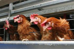 Calls for  battery cage  ban in India