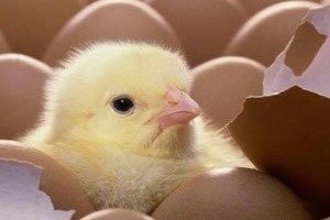 Economist: US poultry producers expect bright future