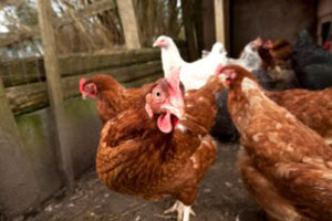 Poultry blamed for rise in human H5N1 cases in Egypt