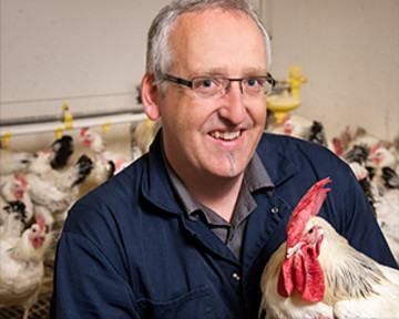 Precision feeding chickens for a uniform flock. Photo: University of Alberta, Faculty of Agricultural, Life & Environmental Sciences