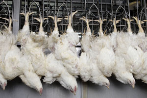 JBS may lose its poultry slaughterhouse at auction