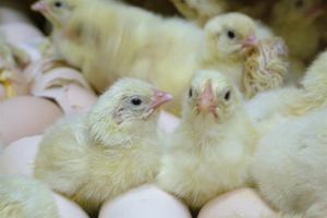 Hatch time influences live performance of broiler chicks