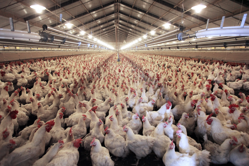 Rabobank: Bullish poultry market despite AI effect