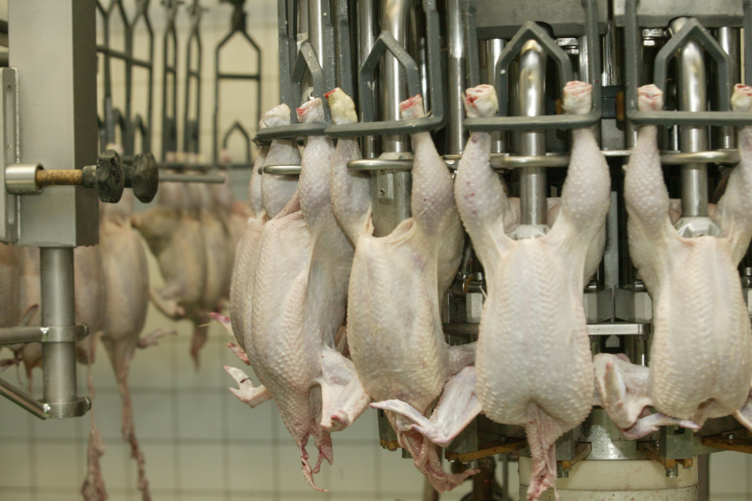 Belarus now main supplier of poultry to Russia