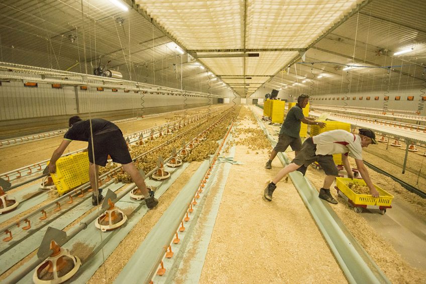 Poultry farm incomes soar in England for 2017/18. Photo: FLPA / John Eveson/REX/Shutterstock
