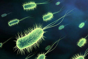 Study identifies virulence factors for Salmonella